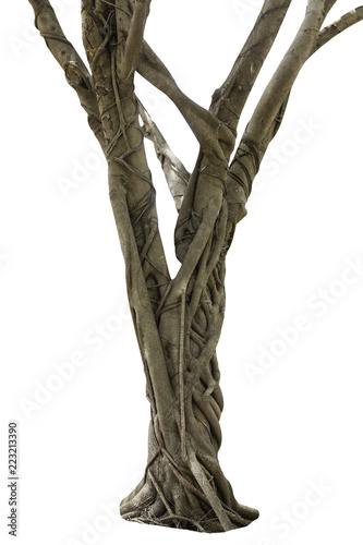 tree bark texture isolated on white background.