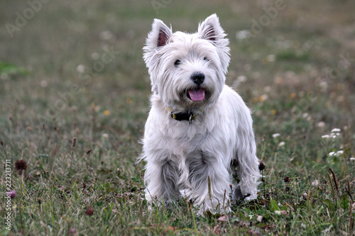 west highland white terrier dog breed, stand on the green grass in the evening on the nature, small black eyes looking away, white hair, cute animal,