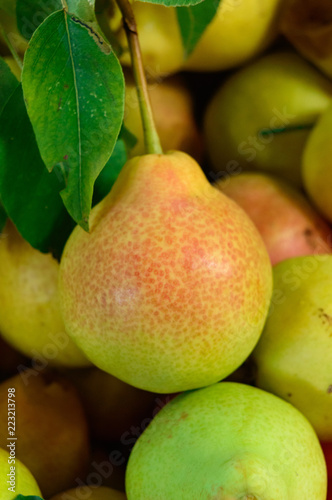 aromatic pears
