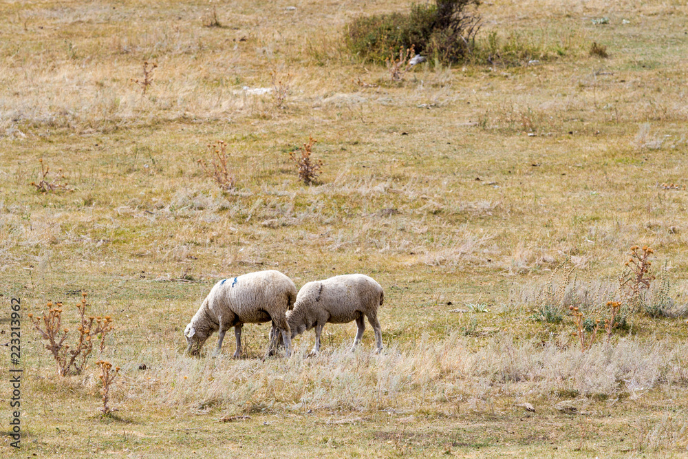 a flock of sheep grazing on the hill a flock of sheep grazing on the hill