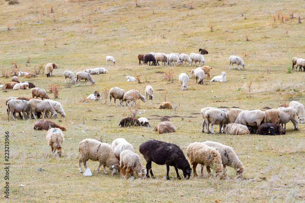 a flock of sheep grazing on the hill