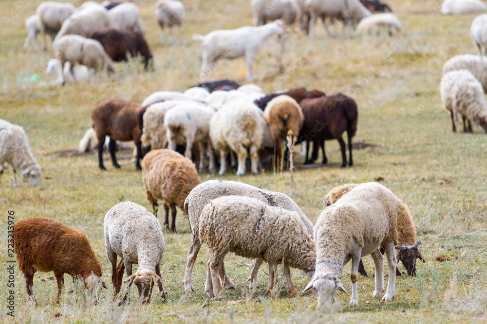 a flock of sheep grazing on the hill a flock of sheep grazing on the hill