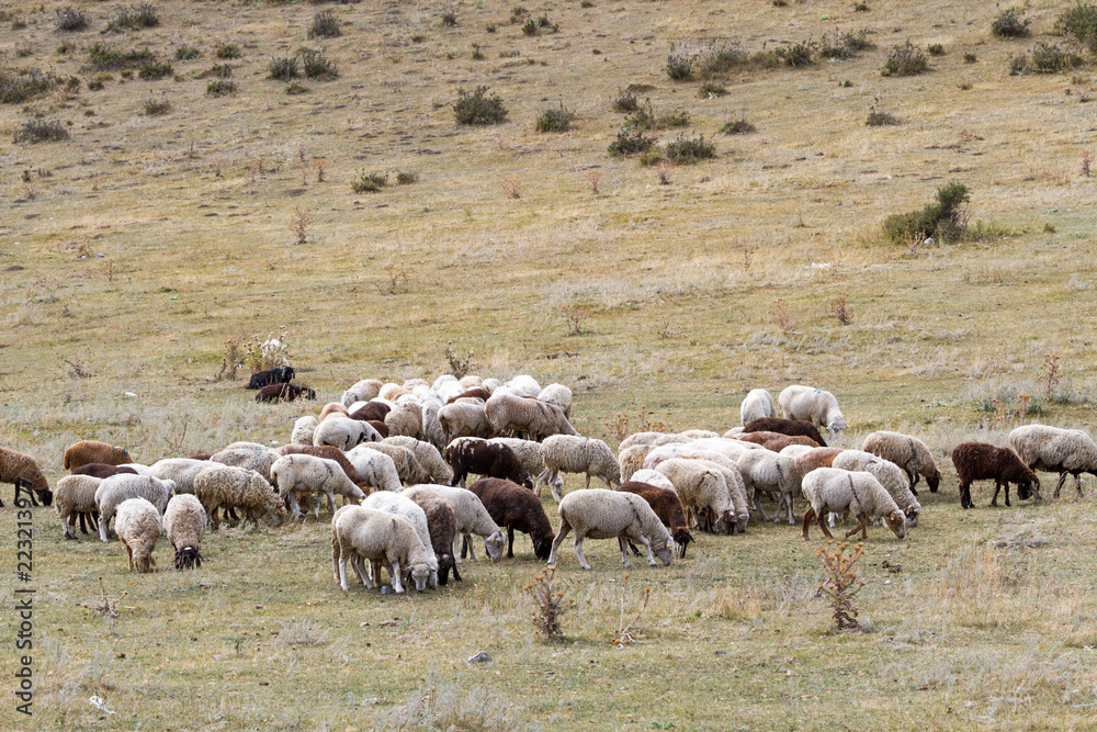 Obraz premium a flock of sheep grazing on the hill