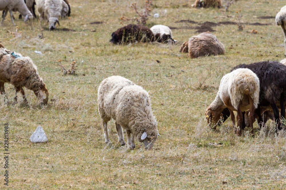 a flock of sheep grazing on the hill a flock of sheep grazing on the hill