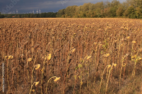 Vertrocknetes Sonnenblumenfeld in Brandenburg photo