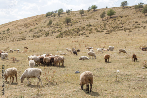 a flock of sheep grazing on the hill