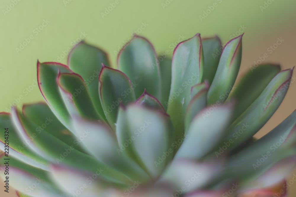 Plant with green leaves making a pattern Plant with green leaves making a pattern