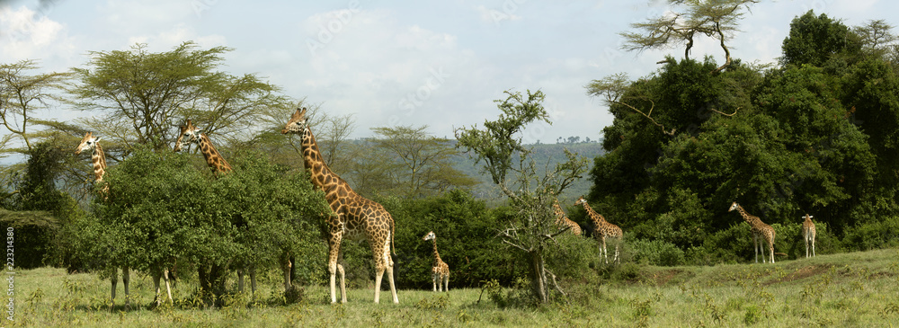 Panoramic Image with 8 Giraffes