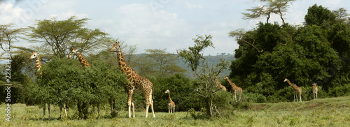 Panoramic Image with 8 Giraffes