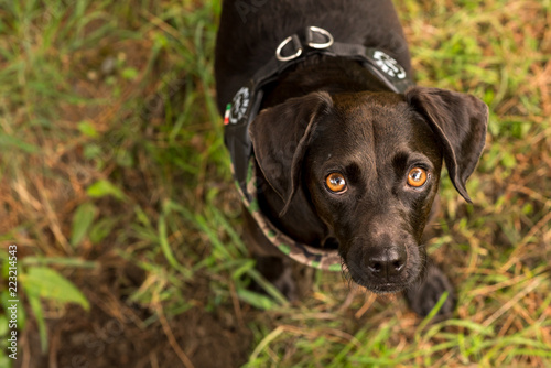 black dog