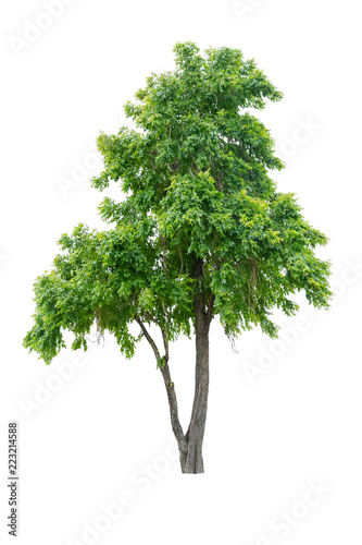 isolated green tree isolated on white background