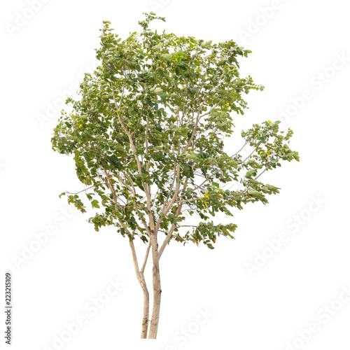 Isolated tree on white background