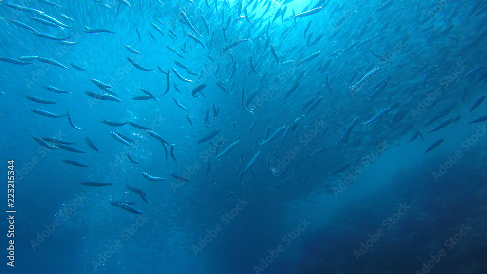 Fototapeta premium Underwater sea life
