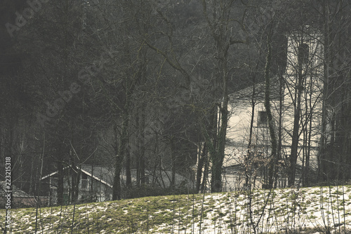 trees in the forest