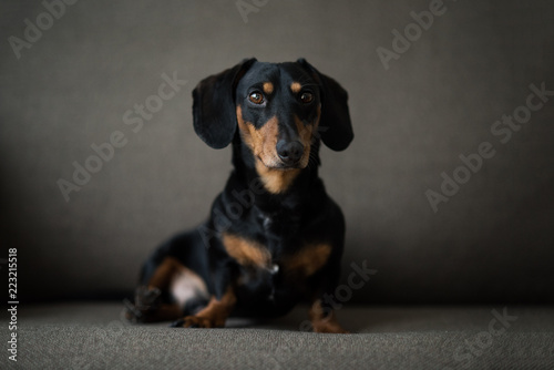 Tablou pe pânză Dachshund, pure bred miniature dog siting on a sofa, black and tan, selective fo