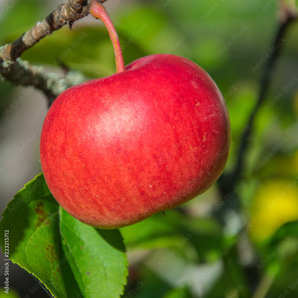 Juicy, ripe, red apple hanging on a branch in the garden. Apply closeup.