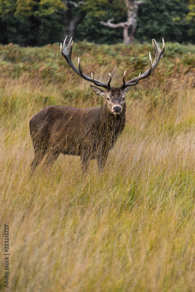 Fototapeta premium Red Deer