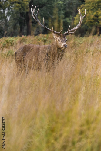 Red Deer