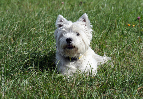 west highland white terrier dog breed, lies on the green grass in the evening on the nature, small black eyes looking away, white hair, cute animal,