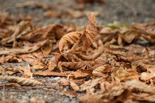 closeup of autumnal leaves falling on cobblestone floor