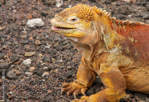 Galapagos wild life