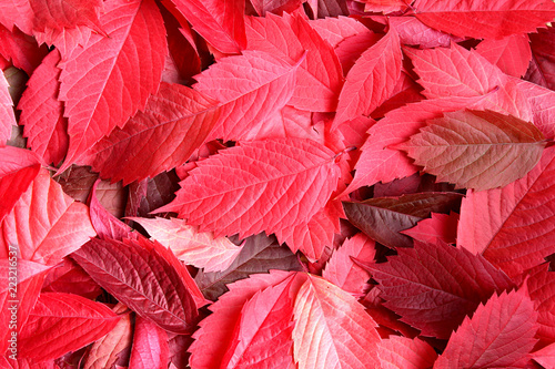 texture red autumn leaves are scattered around the table
