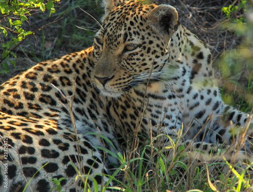 Safari in South Africa