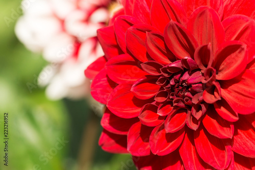 Fototapeta Naklejka Na Ścianę i Meble -  Rote Balldahlie (Asteracea) im Sommer.