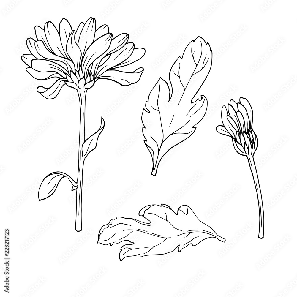Daisy Leaves Drawing