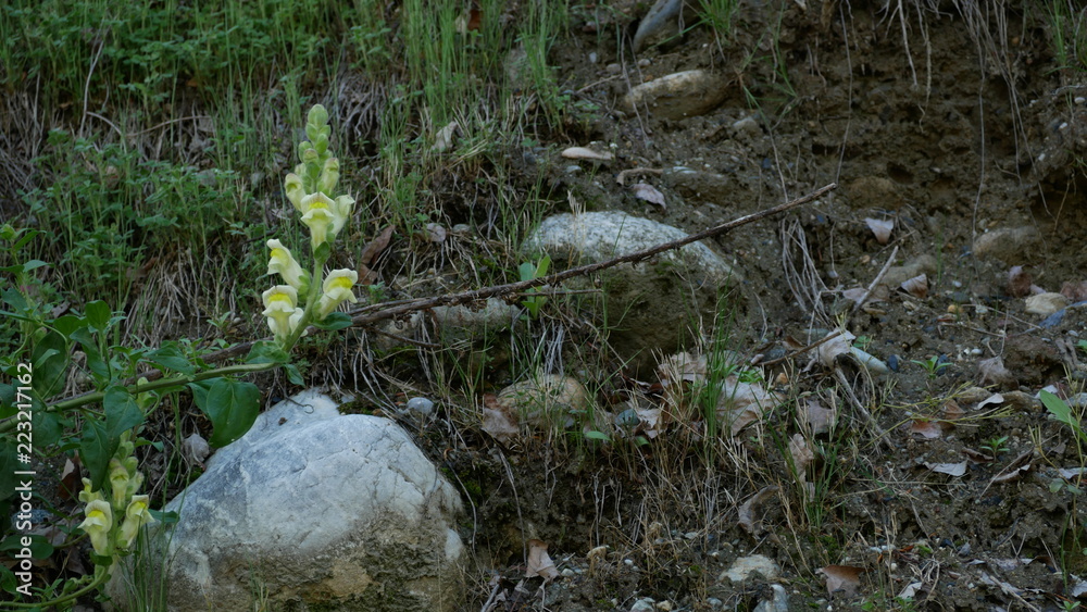 flower flower