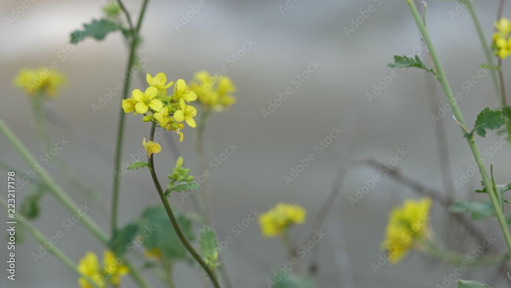 Obraz premium flower