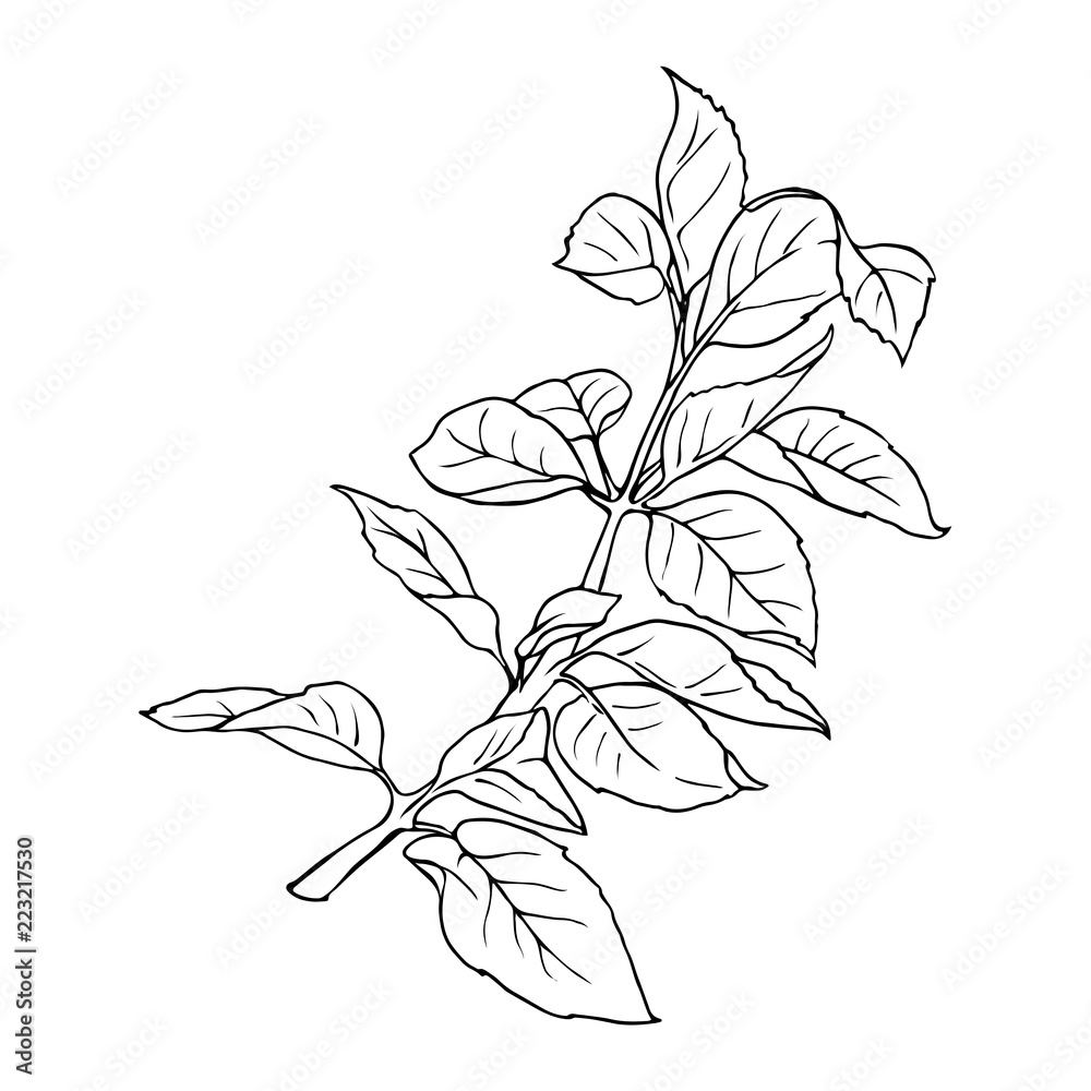 Monochrome branch with leaves isolated on white background. Hand drawn vector illustration.