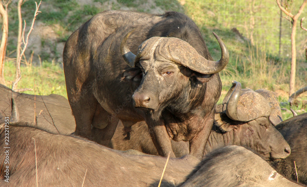 Fototapeta premium wildlife on safari
