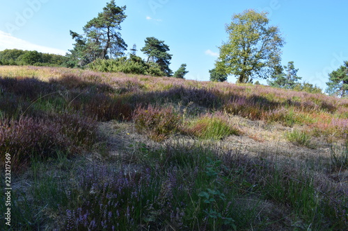 Berrgheide LAngenfeld, Eifel photo