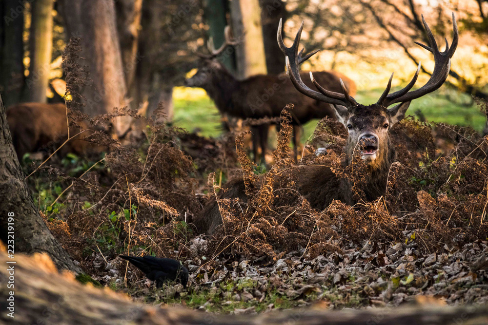 Fototapeta premium Red Deer