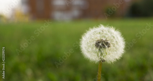 Dandelion on a green sunny meadow. Sunlight.