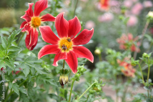 Fototapeta Naklejka Na Ścianę i Meble -  Dahlia rouge