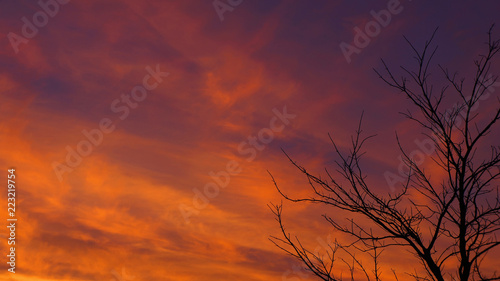 Tree Branches Silhouette against a Deep Orange and Purple Sunset Sky