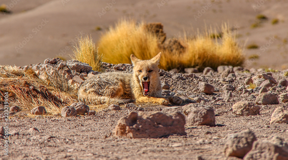 Obraz premium Desert Fox