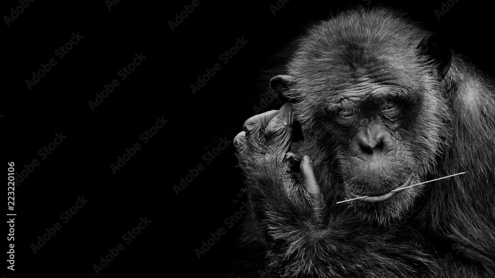 Fototapeta premium Black and White portrait Cutie Gorilla bite branch in his mouth on black background