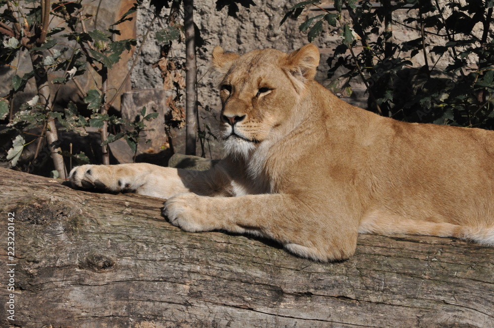 Fototapeta premium Retrato leona