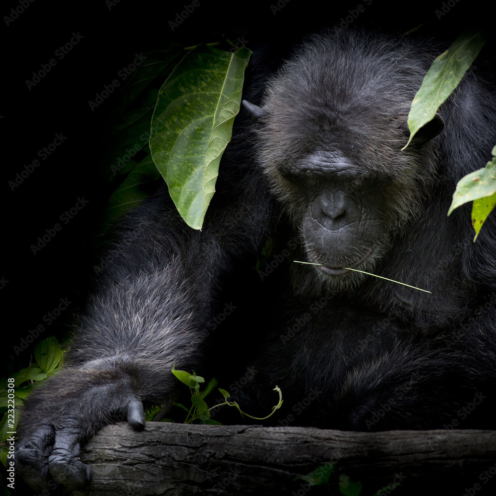 Close up portrait Cutie Gorilla bite branch in his mouth on blac