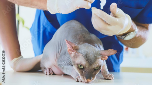 The veterinarian is cleaning the ears of a bald sphinks cat at veterinary clinic photo