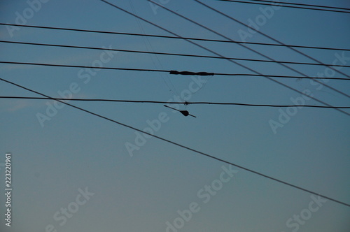 birds on a wire