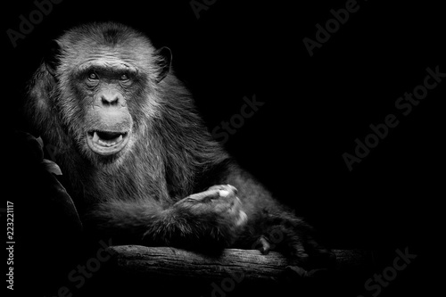 Black and White Gorilla looking straight at camera on black background. © art9858