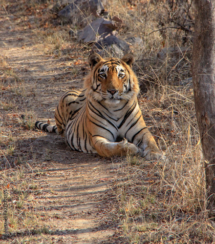 The king of Ranthambore