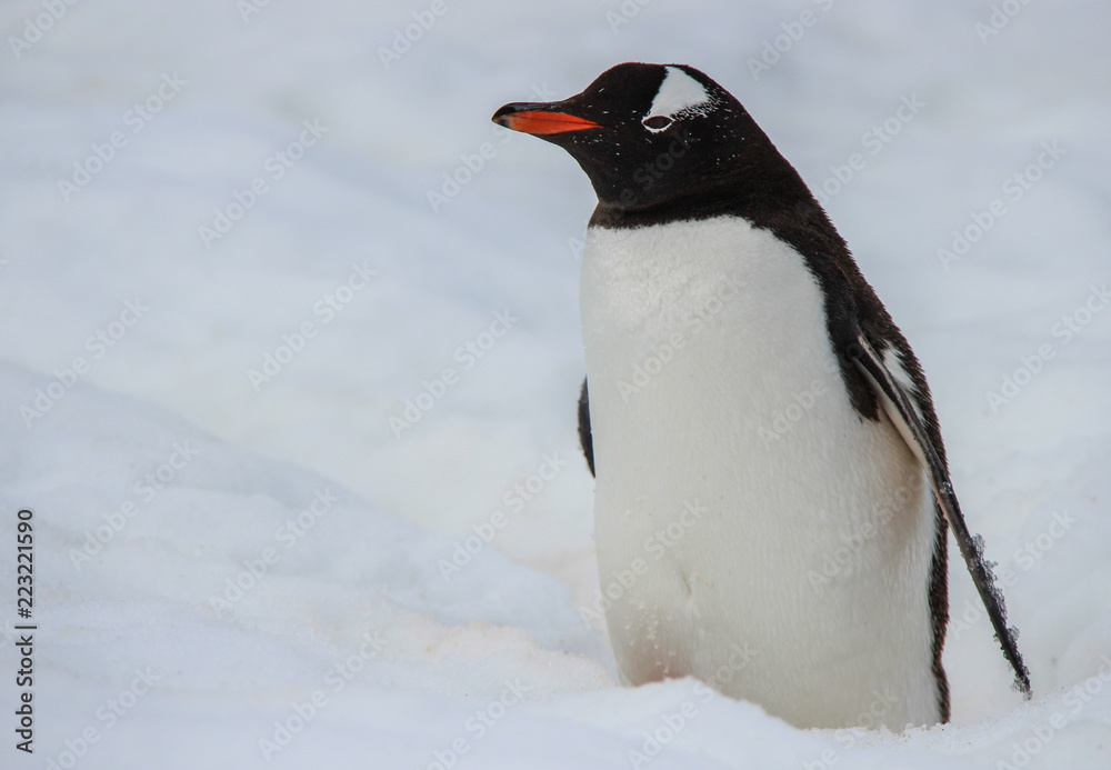 Obraz premium Antarctic Penguin