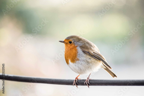 Robin