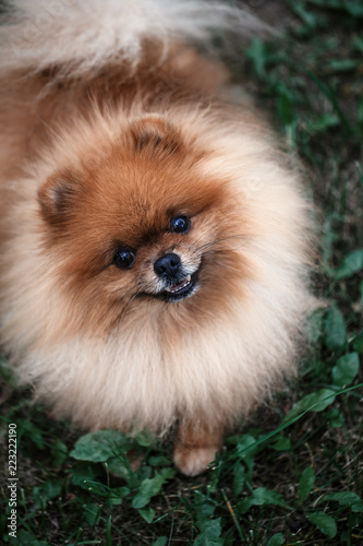 Pomeranian dog outdoor.Portrait of beautiful pomeranian dog. Dog print © Agnes