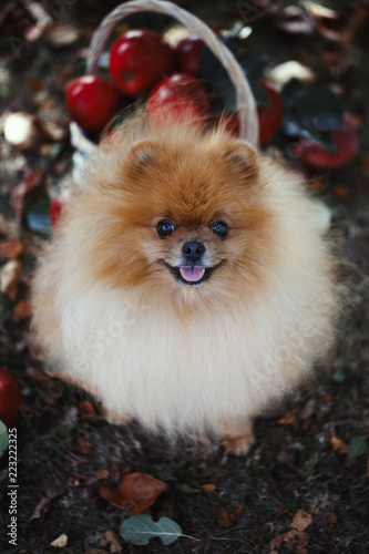 Pomeranian dog with apples in a garden. Apples harvest. Dog with apples. Autumn dog © Agnes